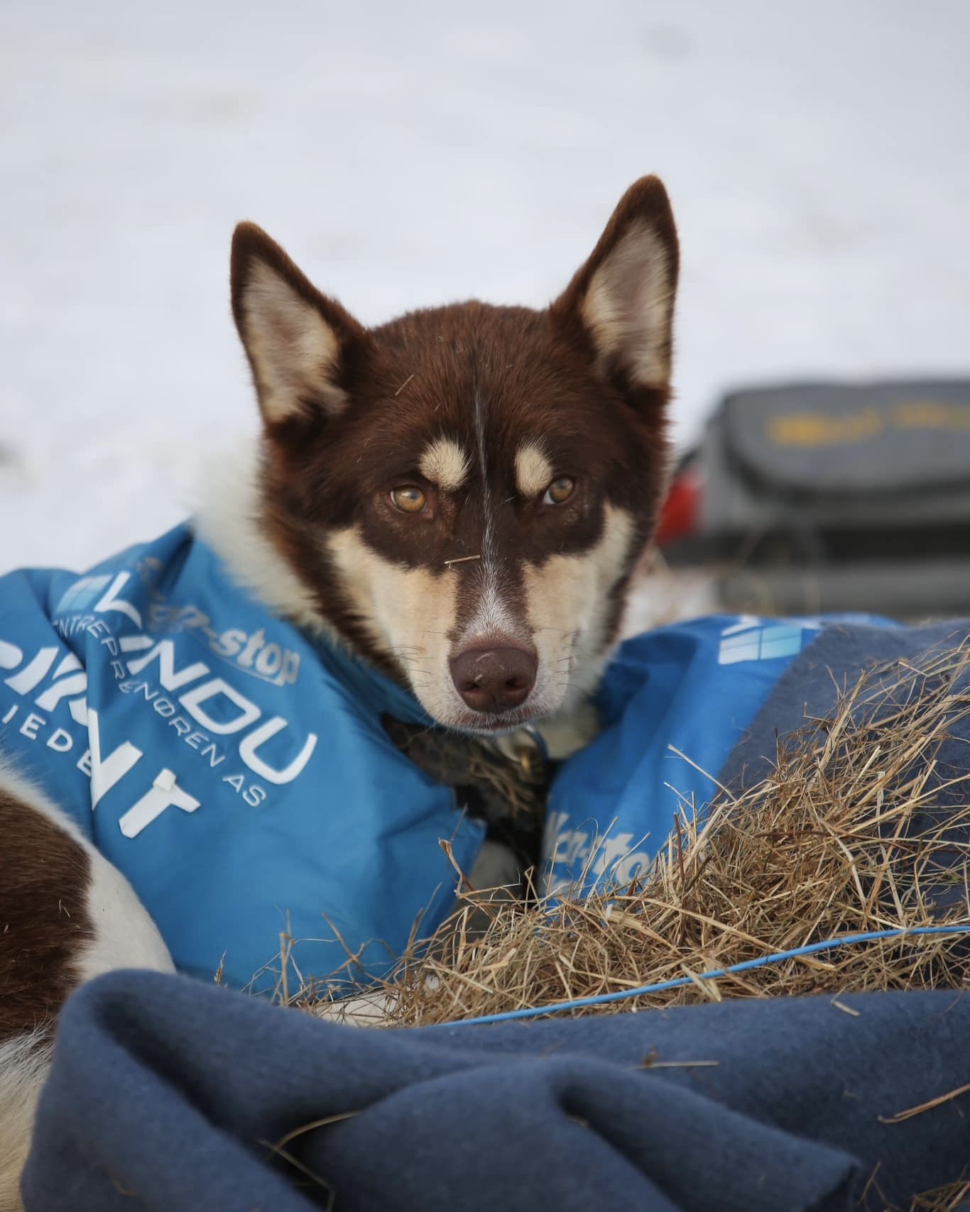 Finnmarksløpet søker student til internship